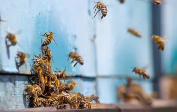 bee-return