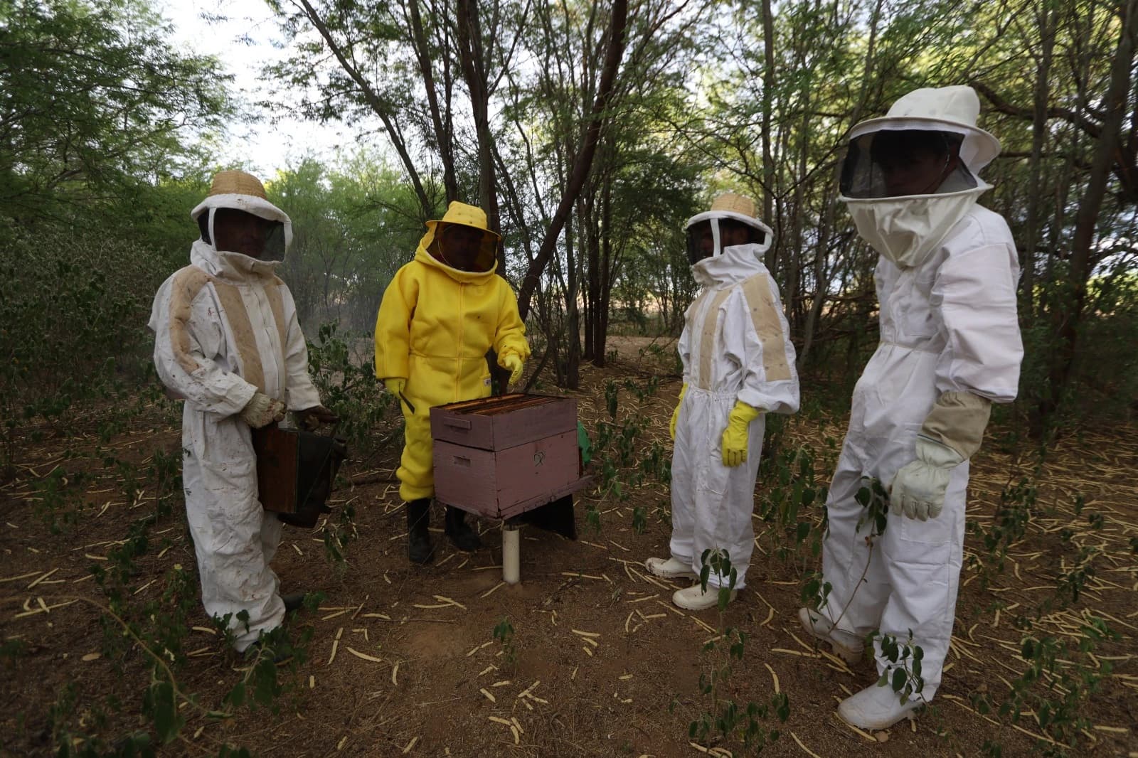 Beekeeping