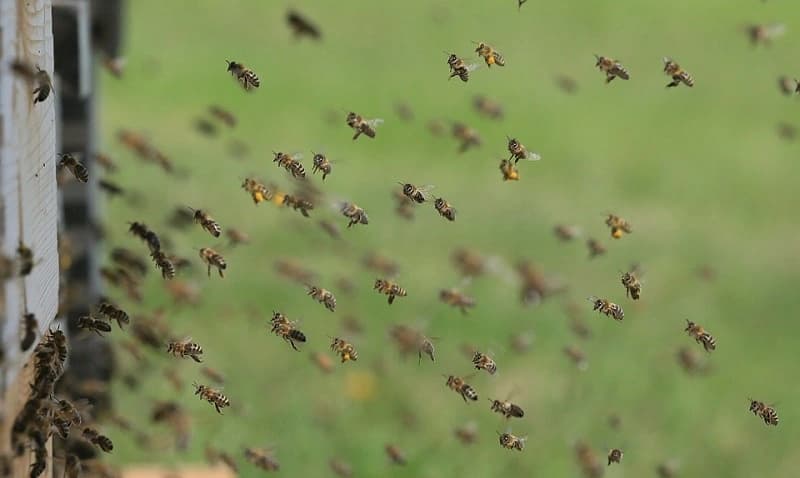 noise-bee