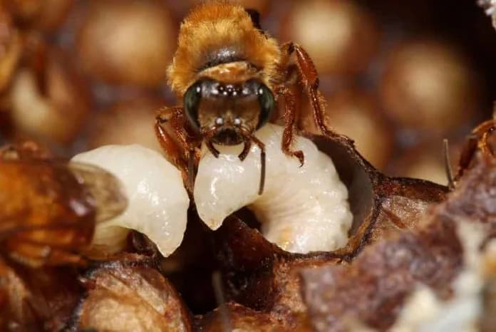 operary-bee