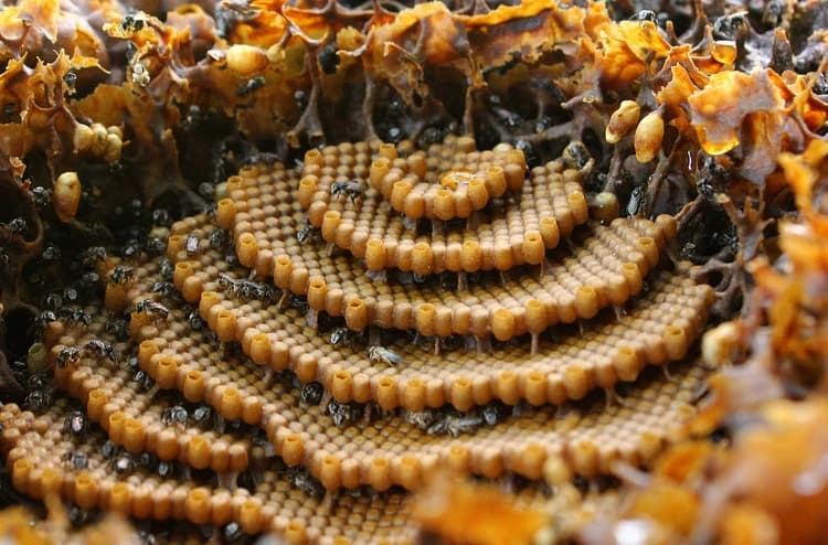 organized-hive
