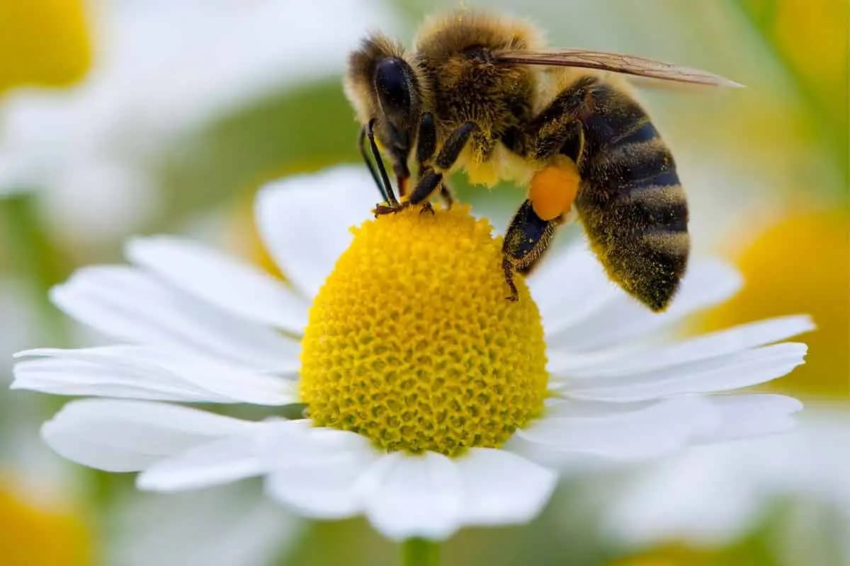 pollination