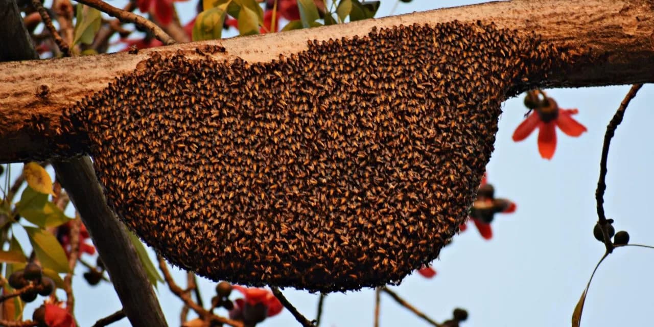swarming